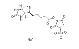 119616-38-5          Biotin 3-sulfo-N-hydroxysuccinimide ester sodium salt		