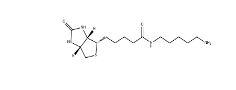 115416-38-1          5-（Biotinamido）pentylamine	          生物素-氨基	