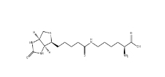 576-19-2           Biocytin	          生物胞素	