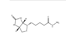  cas:66640-86-6          生物素酰肼