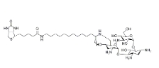 [CAS 419573-20-9]，N-Biotinyl-12-aminododecanoyltobramycin Amide 