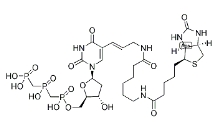 [CAS 1221498-88-9]，Biotin-11-dUTP 